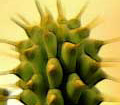 Hoodia. Lose weight fast with hoodia.